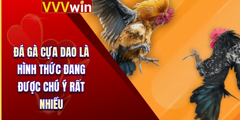 Đá gà cựa dao là hình thức đang được chú ý rất nhiều