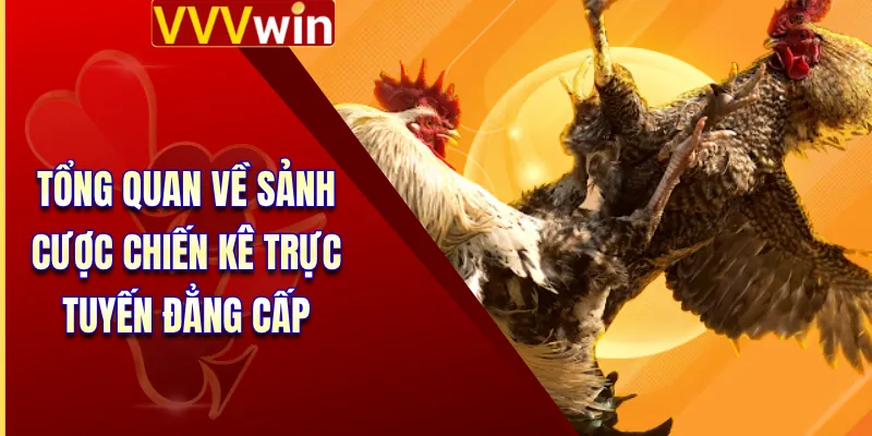 Đá Gà VVVWin 1 Tổng quan về sảnh cược chiến kê trực tuyến đẳng cấp